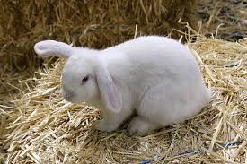 Bunny Quiz!