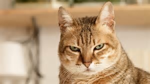 Tiddles