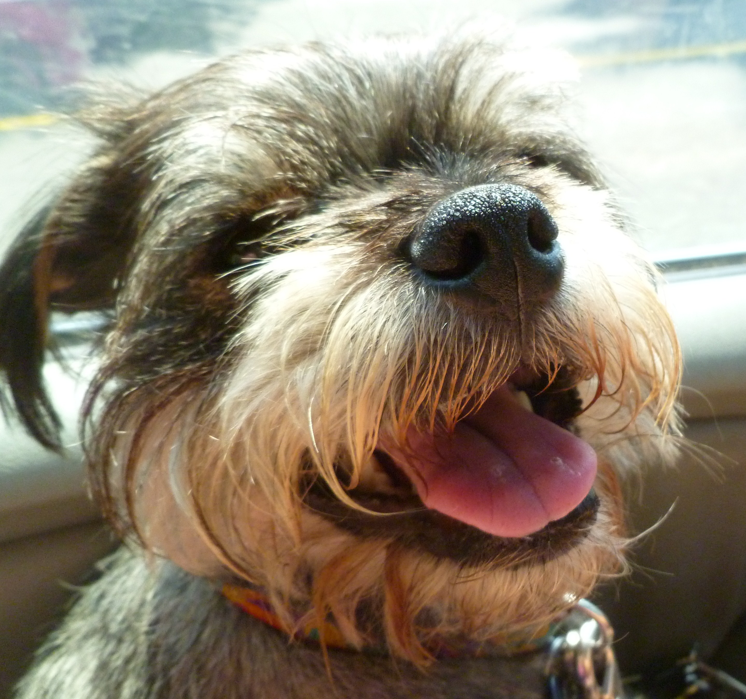 Test your dog training knowledge