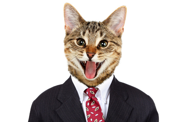 true or false about cats