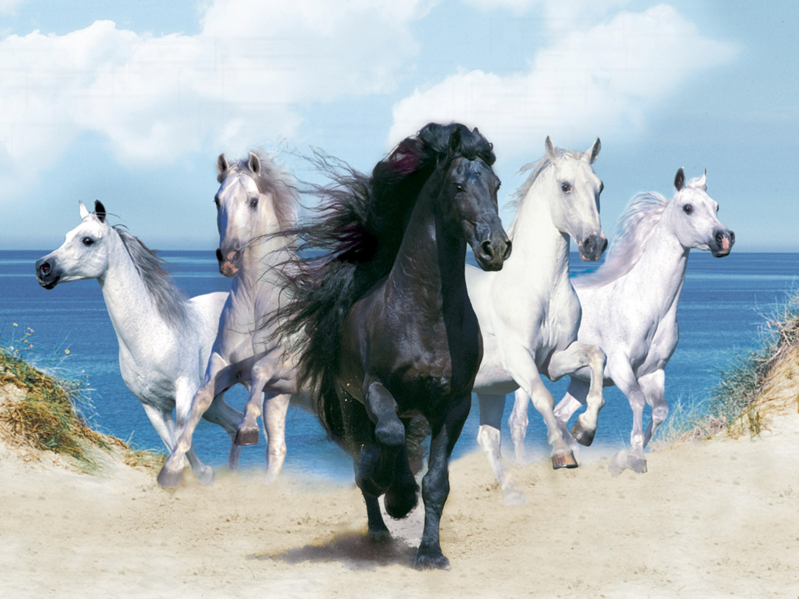 How well do u know horses