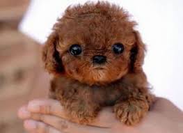 do you like dogs or not 