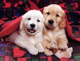 What Dog Breed Are You?