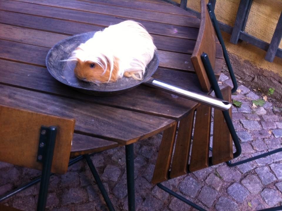 Är du galen 