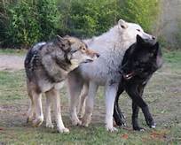 whats type of wolf would you be