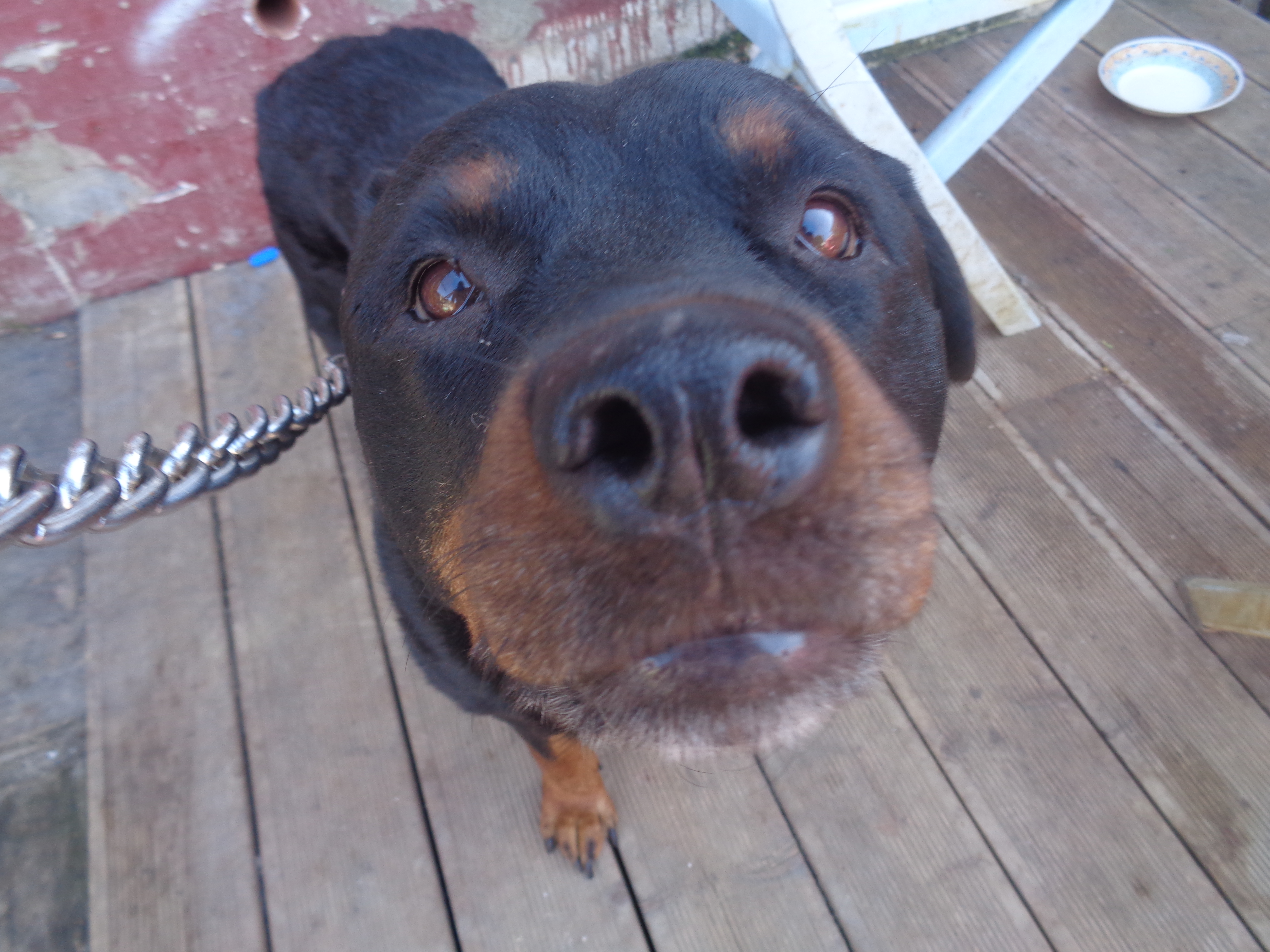 how much do you love dogs/puppies