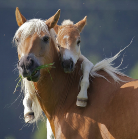 Horses