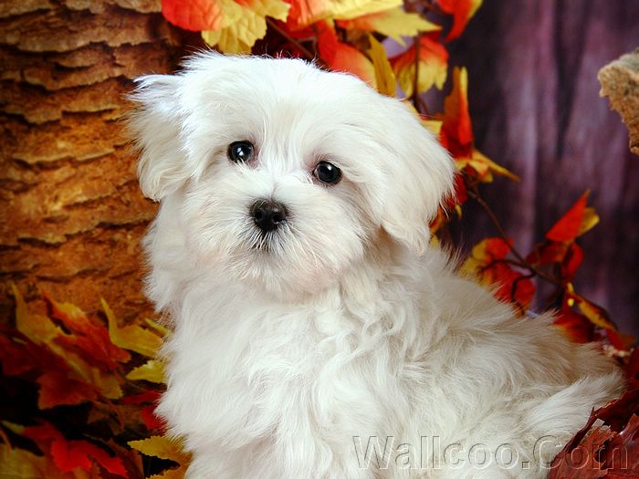 how well do you know dogs?