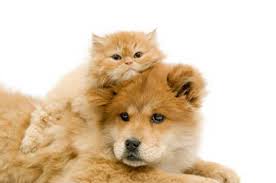 are you a dog or a cat