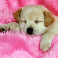 Do puppies sleep all the time