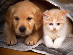Are you a cat or a dog