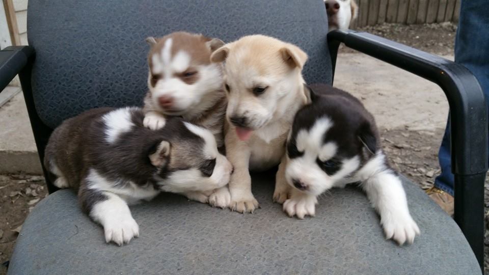 do you like puppies