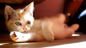 Are you a cat or a dog?