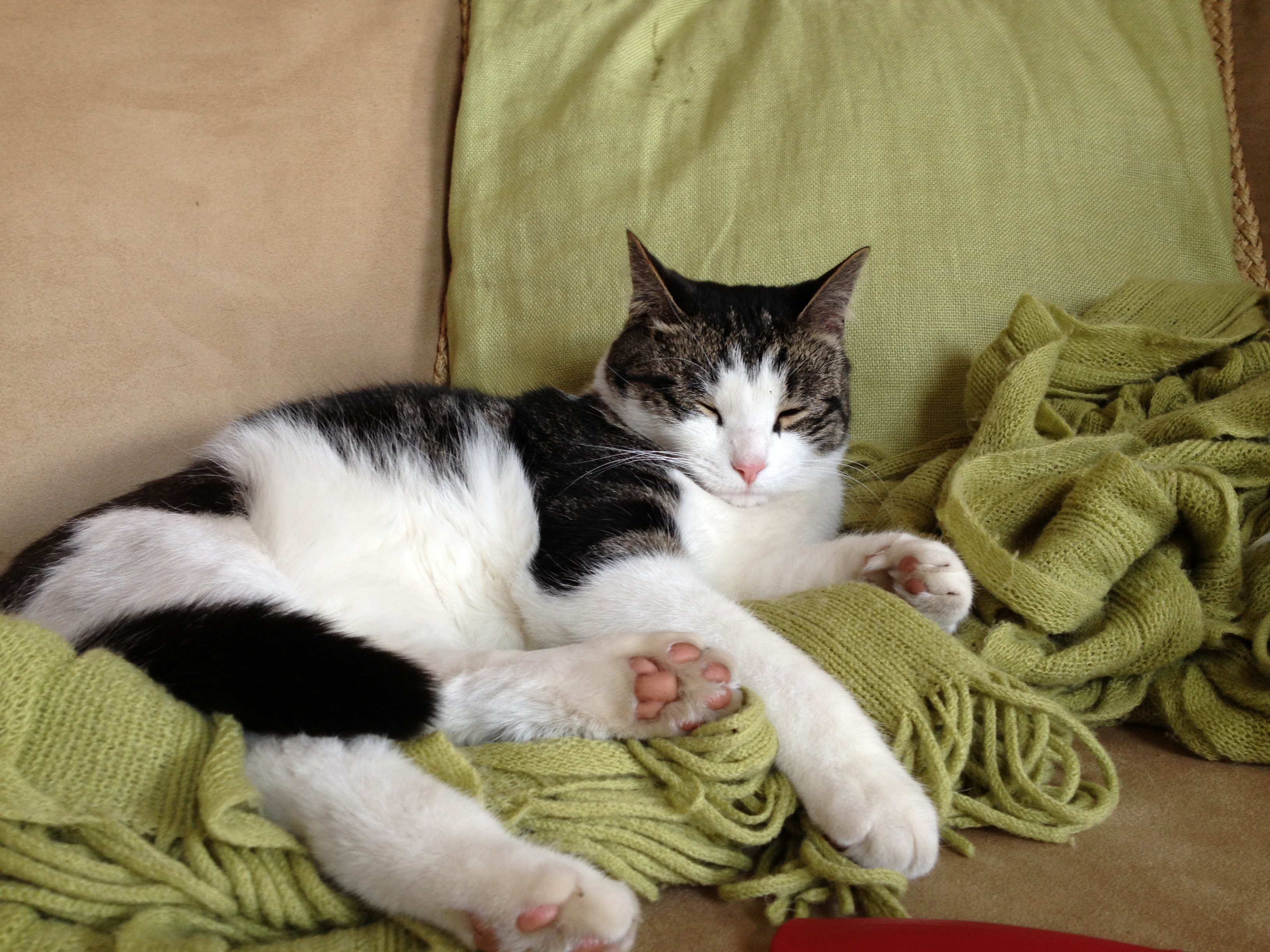 All about my cat