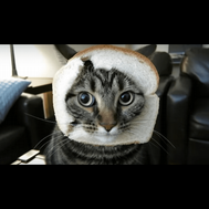 how much do o you know about cats?