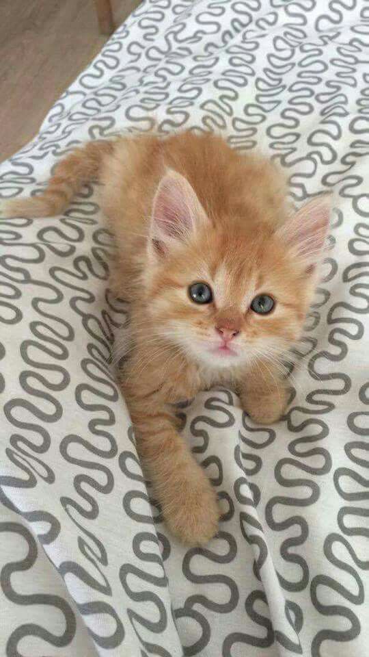the cat quiz