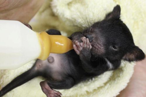 Tasmanian devil quiz 