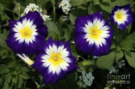 What flower are you like?