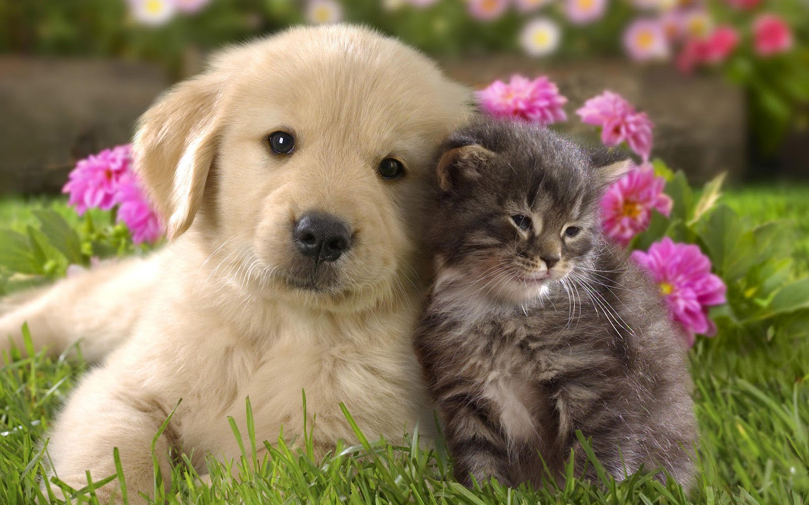 Are You a Dog Person or a Cat Person