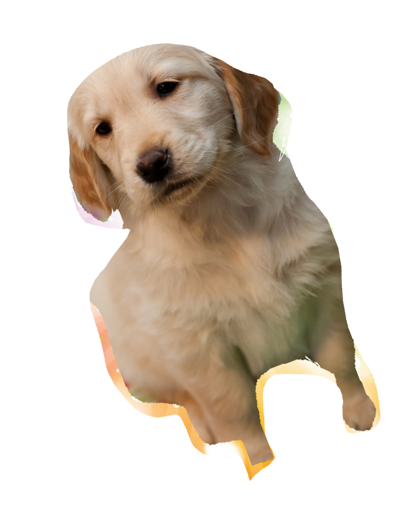 DO YOU KNOW THE PALS