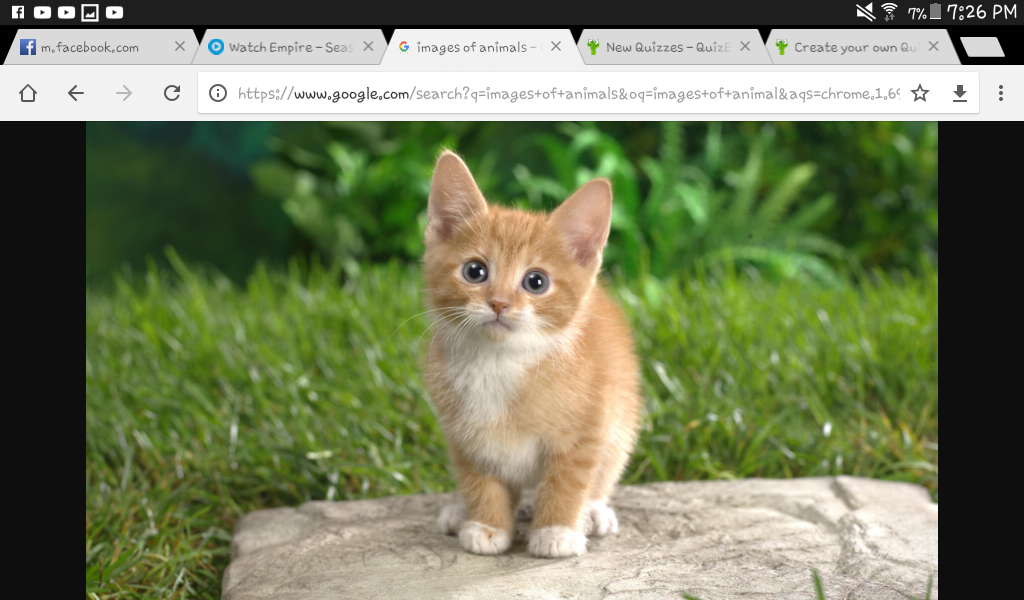 What animal suits you