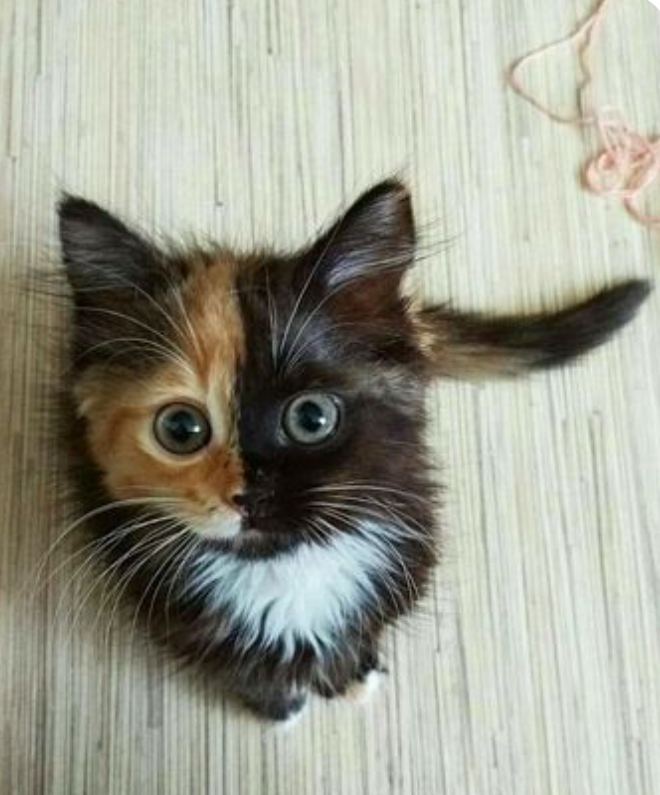 What’s your cat??