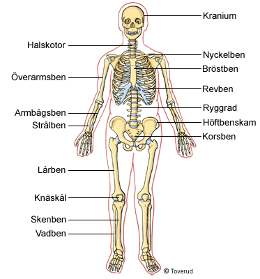 skelettet på latin