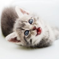 Cats Test.. Are you purrfect?