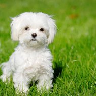 What Dog Do you like
