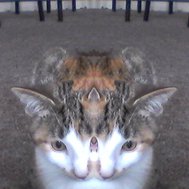 does your pet like u 
