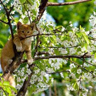 Would you be a good cat owner?