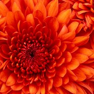 what flower are you