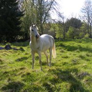 Vad vet du om hästar ?!