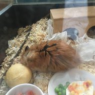 Är du redo för en hamster