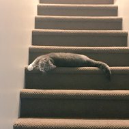 Do YOU do the flop?