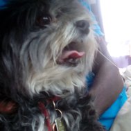 Guess the dog