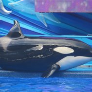 what shamu are you (Orlando) :D