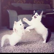 Meow wowo