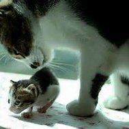 Ifz yoz wer kitten:DADDY