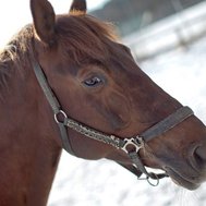 Hästar!! vad kan du om dom?