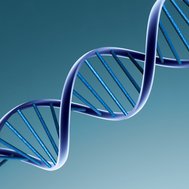 Quiz Bio Kl.10-Genetik