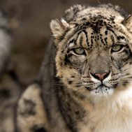 Find out the Animal You are