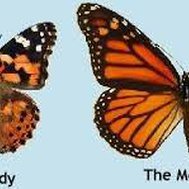 Are you a Monarch or a Painted Lady Butterfly?