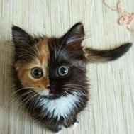 What’s your cat??