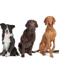 What will your dog look like?