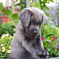 Do You Judge Dogs?