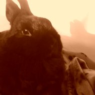 De Samuel lover quiz