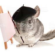 chinchilla quiz
