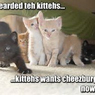 Ifz yoz wer a kitten:Cheeseburger quest