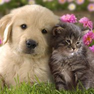 Are You a Dog Person or a Cat Person
